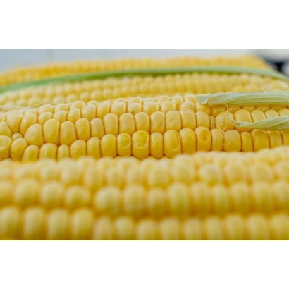 Corn in a row, yellow kernels, no visible product name - KUBANSKIY 601 SV