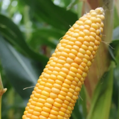 Свіжий початок кукурудзи на фоні листя - КУБІТУС