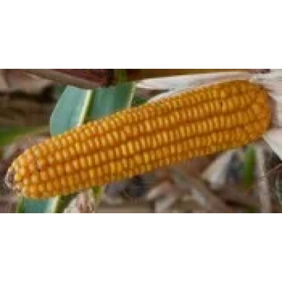 Yellow corn cob on a background of leaves - Madi