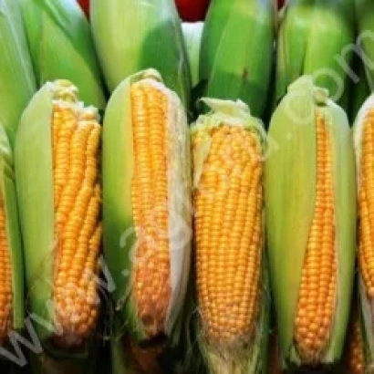 Corn in husk, variety Kulundinskaya 2