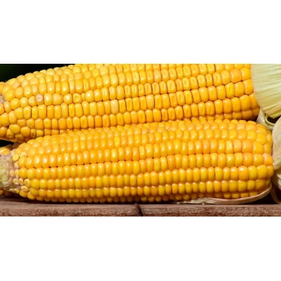 Жовті початки кукурудзи сорту КВ 1 А 139