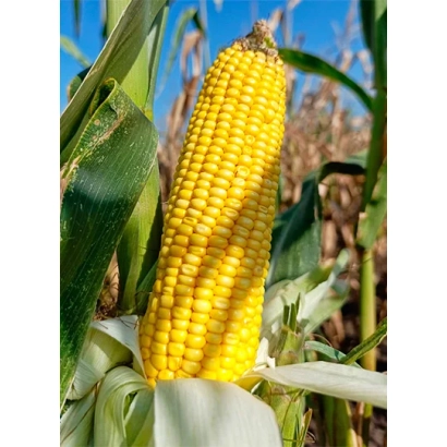 Yellow corn on stalk in field - KV 1 A 206