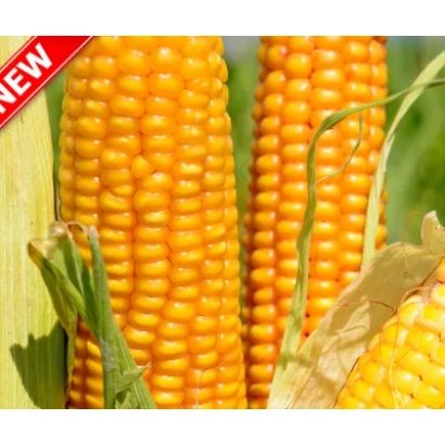 Свіжі жовті початки кукурудзи на зеленому фоні - КВ 1 А 362