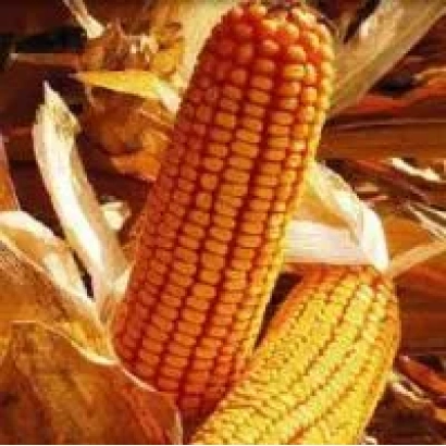 Золотистые початки кукурузы сорта КВ 1 Г 7328 на фоне листьев