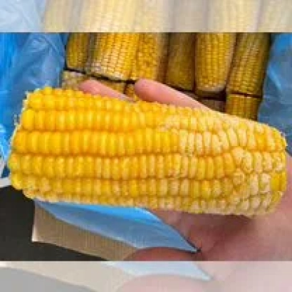 Желтая кукуруза в руке на фоне других початков - КВ 4 ЕХ 1630