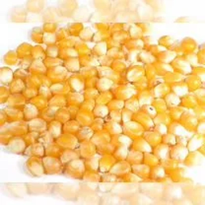 Коричневые зерна кукурузы КВ 4 Ф 580 на белом фоне