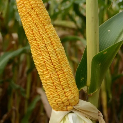 Созревшая початок кукурузы сорта КВ 5 А 1102 на фоне листьев