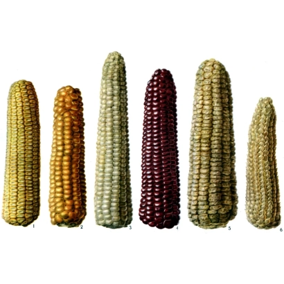 Cobs of corn of different varieties - KV 5 G 7534