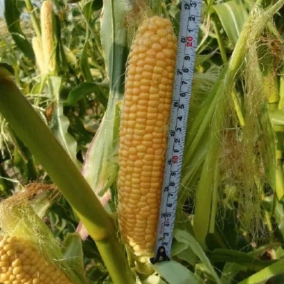 Кукуруза на растении с измерительной лентой - КВ 5 Г 7786