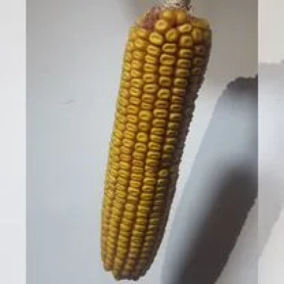 Желтая кукуруза сорта КВ 7 Х 1013 на белом фоне