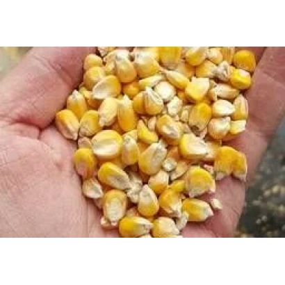 Кукурузные зерна в ладони - КВ 7 Р 1104
