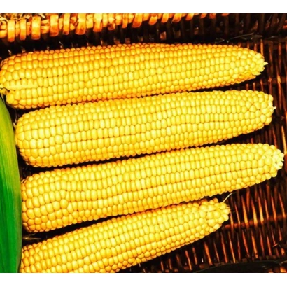 Чотири початки кукурудзи в плетеному кошику - КВ 9 Ф 604