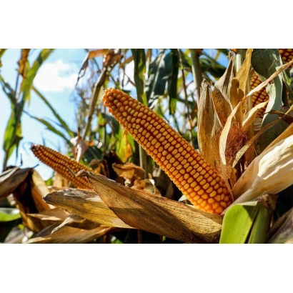 Ripe corn cob on stalk against field background - KV 9 Yu 1101