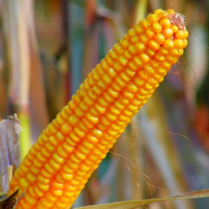 Свежий початок кукурузы на фоне растений - КВС БОДОР