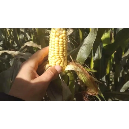 Ручка держит початок кукурузы КВС КАМПИНОС на фоне листьев