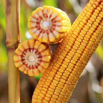 Кукуруза КВС КАШМИР на стебле с двумя поперечными срезами