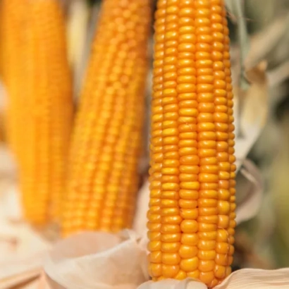 Желтые початки кукурузы на фоне - КВС КУРАСАО