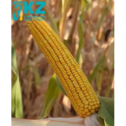 Свіжий початок кукурудзи сорту КВСЕК 509 на тлі поля