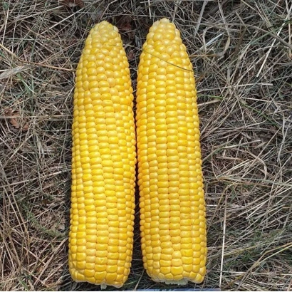 Два желтых початка кукурузы на сухой траве - КВСЕК 532