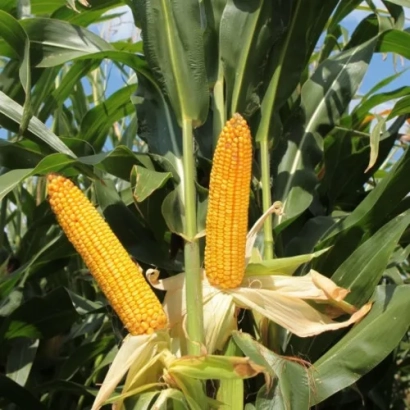 Зрелые початки кукурузы КВС 2322 на растении