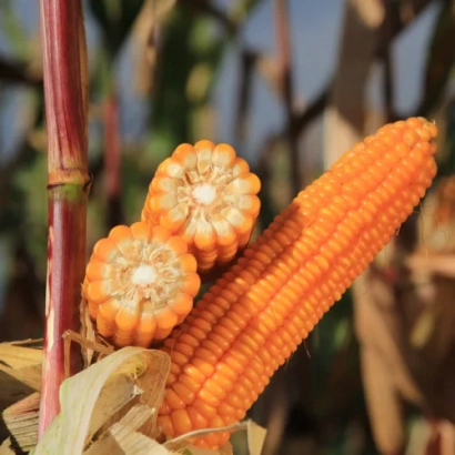 Sliced corn cobs against a stalk background - KWS 3479