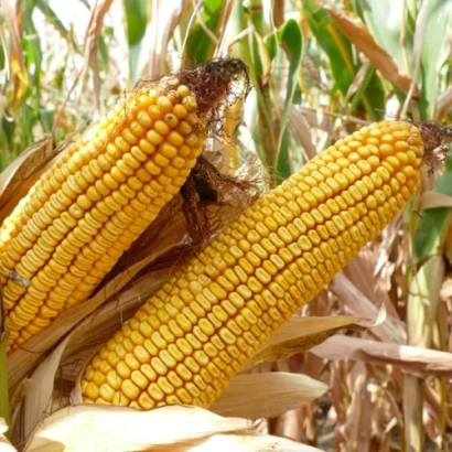 Два початка кукурузы сорта КВС АДОНИСИО на фоне поля