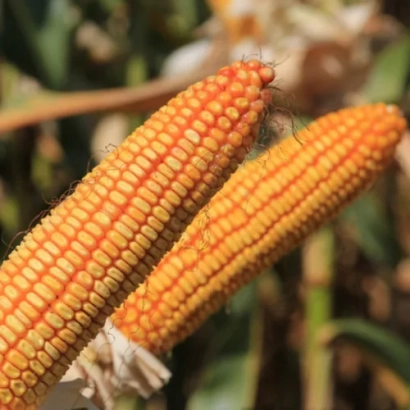 Fresh corn cobs in a field setting - KWS BININO