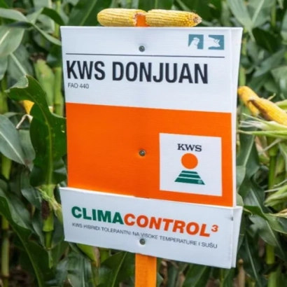 КВС ДОНЖУАН — сорт кукурузы на фоне растений