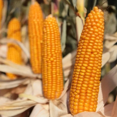 Свежие желтые початки кукурузы на фоне листьев - КВС ЕРНЕСТО