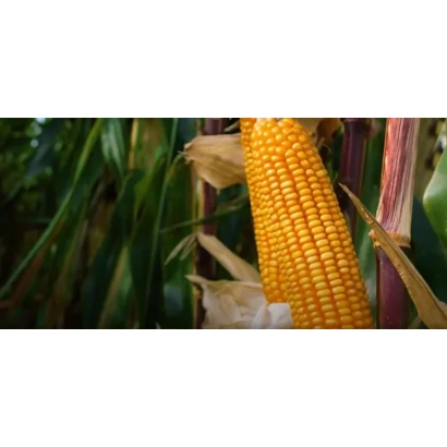 Золотой початок кукурузы КВС ДЖАЙПУР на фоне зелёных листьев