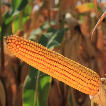 Золотой початок кукурузы на фоне листьев - КВС ЛАУРО