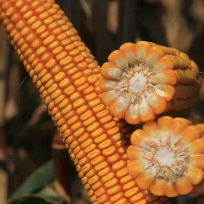 Свежий початок кукурузы сорта КВС ПАУЛО | KWS PAULO