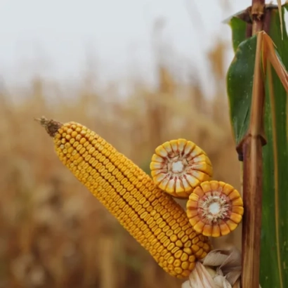 Свежесобранный початок кукурузы сорта КВС РАБАТО на фоне поля