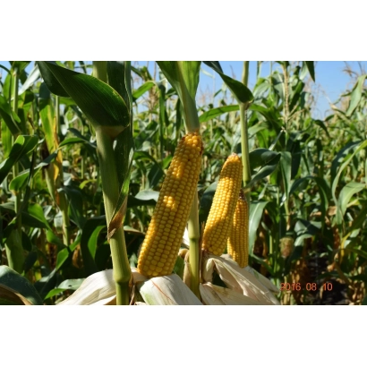 Зрелые початки кукурузы сорта Л 172-1 ВМ на фоне зелёных листьев