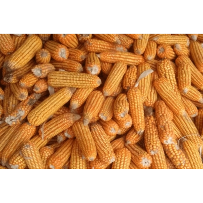 Крупный план кукурузы в колосе - Л 72 В 029