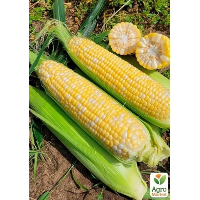 Свежая кукуруза с початками на земле - Лактор