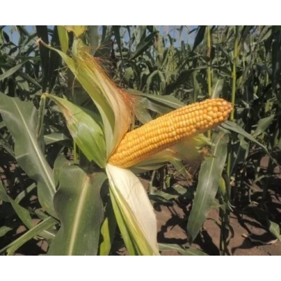 Свежий початок кукурузы сорта Ладожский 150 СВ на фоне поля