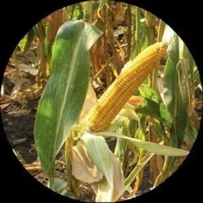 Кукурудза на стеблі в полі - ЛАДОЖСЬКИЙ 175 МВ