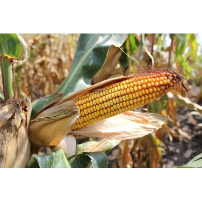 Созревшая кукуруза ЛАДОЖСКИЙ 221 АМВ на стебле в поле
