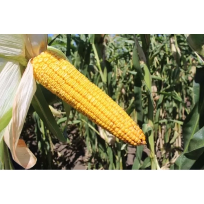 Свіжий початок кукурудзи на фоні зелених листків - ЛАДОЖСЬКИЙ 222 АМВ