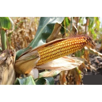 Созревшая кукуруза на стебле в поле - ЛАДОЖСКИЙ 260 МВ