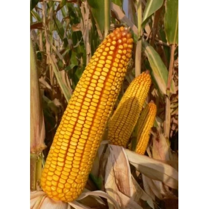 Golden corn cobs against leafy background - LADOSKIY 294 AMV