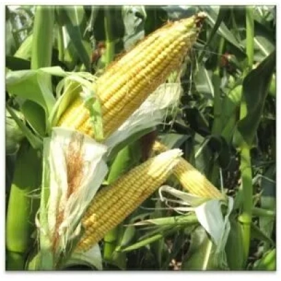 Свіжі початки кукурудзи ЛАДОЖСКИЙ 301 АМВ на фоні листя