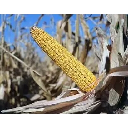 Созревшая кукуруза на стебле на фоне поля - ЛАДОЖСКИЙ 341 АМВ