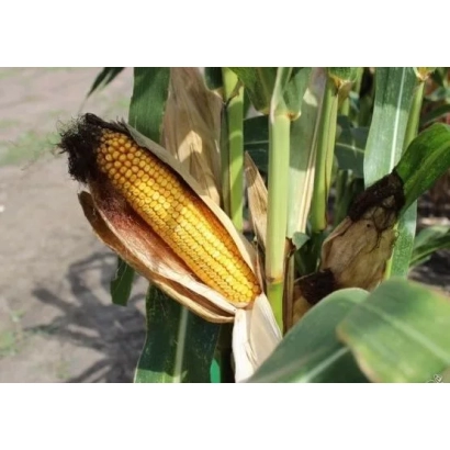 Свіжий початок кукурудзи на рослині - ЛАДОЖСЬКИЙ 391 АМВ