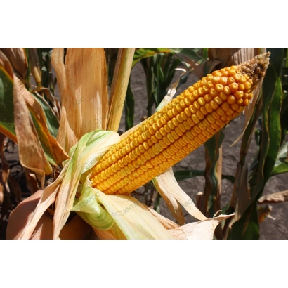 Золотой початок кукурузы ЛАДОЖСКИЙ 397 МВ на фоне листьев