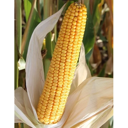 Созревшая кукуруза ЛАДОЖСКИЙ 400 АМВ на фоне листьев
