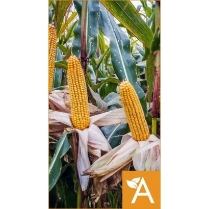 Созревшие початки кукурузы сорта Ладожский 401 АМВ на фоне листьев