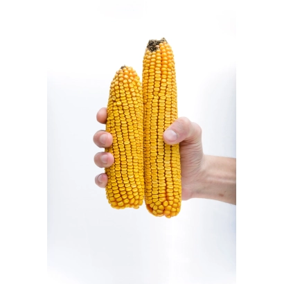 Рука держит два початка кукурузы на белом фоне. - ЛАДОЖСКИЙ 410 МВ
