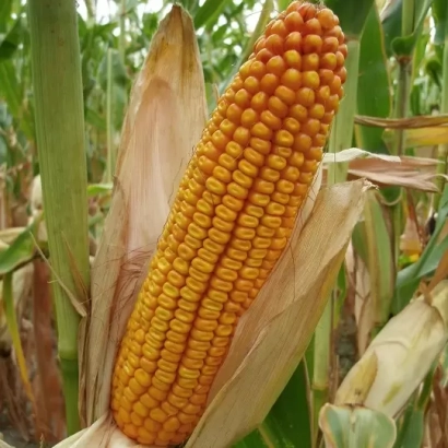 Зріла кукурудза на стеблі в полі - ЛАДОЗЬКИЙ 411 МВ
